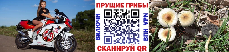 Псилоцибиновые грибы прущие грибы Питкяранта